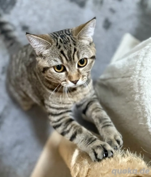BKH-Tabby sucht liebevolles Heim 