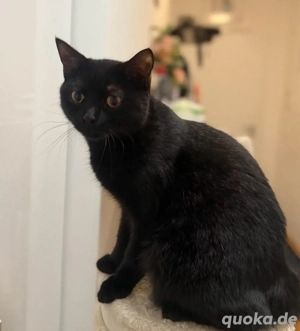 Schwarzer BKH-Kater sucht Zuhause 