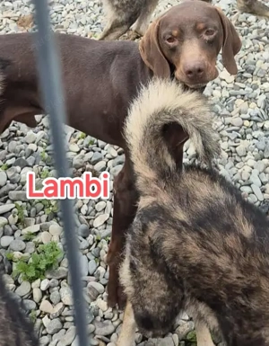 Lambi - findet er auch endlich ein richtiges Zuhause? Bild 4