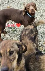 Lambi - findet er auch endlich ein richtiges Zuhause? Bild 2