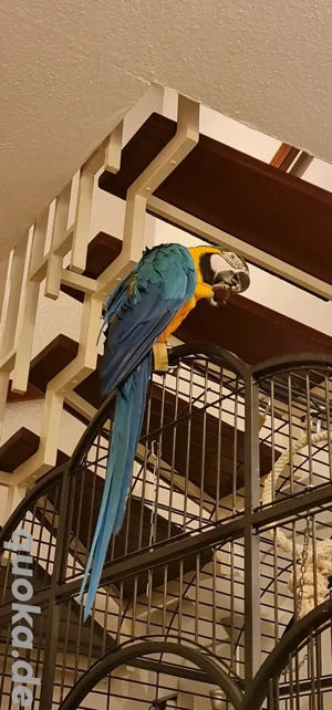 Gelbbrustara männlich 