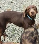 Lambi - findet er auch endlich ein richtiges Zuhause?