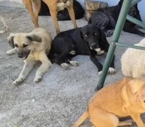 Limahl sucht ein liebevolles Zuhause Bild 4