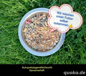 Ziegensittich Bild 2