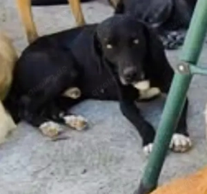 Limahl sucht ein liebevolles Zuhause