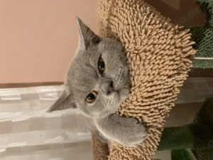 Reinrassige BKH Katze , 7 Monate , Silber Grau