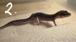 Leopardgecko NZ2025, weibchen