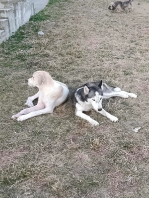 Luna braucht ein richtiges Zuhause Bild 10