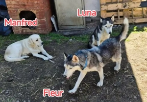 Luna braucht ein richtiges Zuhause Bild 9