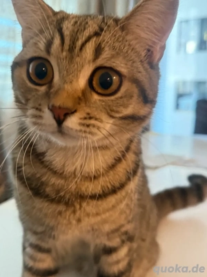 Getigerter BKH-Kater sucht Zuhause 