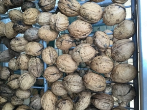 Walnüsse getrocknet 