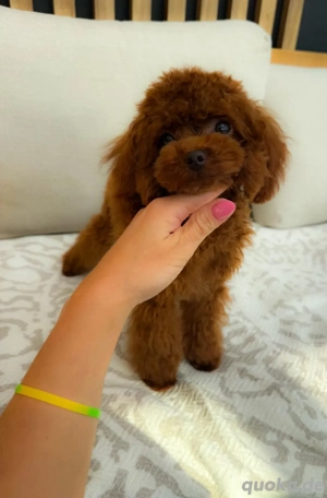   MINI Pudel toy  Junge teacup ! 