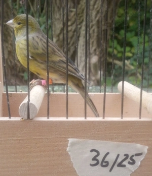 Timbrado Espanol Gesangskanarien Hahn 