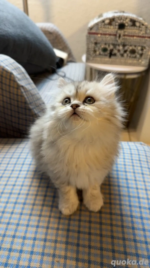 Persekitten (Misu) sucht ein liebevolles neues Zuhause Bild 7