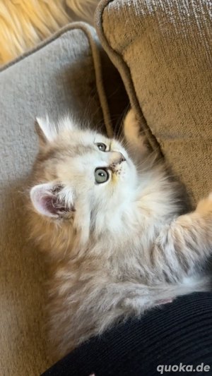 Persekitten (Misu) sucht ein liebevolles neues Zuhause Bild 1