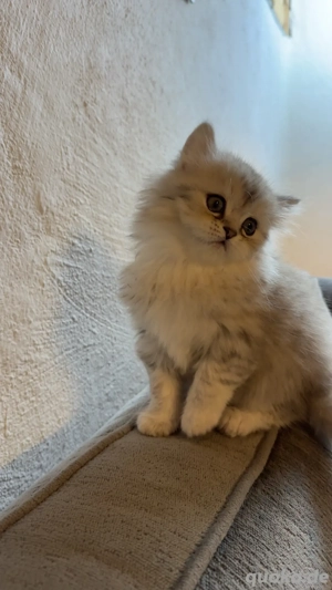 Persekitten (Misu) sucht ein liebevolles neues Zuhause Bild 6