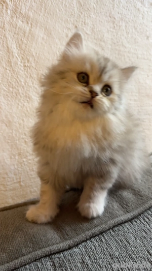 Persekitten (Misu) sucht ein liebevolles neues Zuhause Bild 3