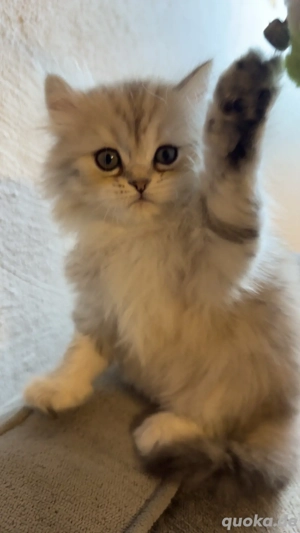 wunderschöne Persekitten  suchen ein liebevolles neues Zuhause  Bild 2