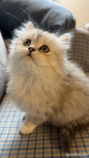 Persekitten (Misu) sucht ein liebevolles neues Zuhause Bild 2