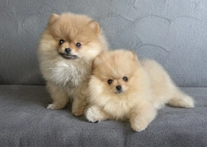 Zwergspitz Weibchen oder Rüde