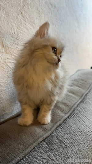 Persekitten (Misu) sucht ein liebevolles neues Zuhause Bild 4