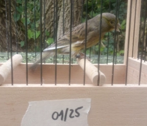 Timbrado Espanol Gesangskanarien Hahn 01 15