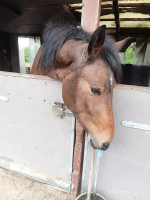 Pflegebeteiligung für 3 jährige Stute