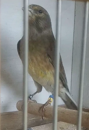 Hänfling x Timbrado Espanol Gesangskanarien Hahn Mischling 