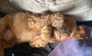 cockerpoo welpen Aprico