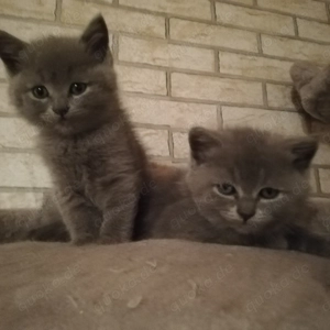 Noch 2kleine BKH Ragdoll  Katerchen