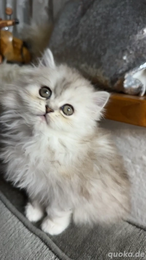 Persekitten (Kathi) sucht ein liebevolles neues Zuhause Bild 2