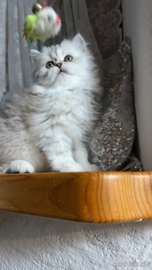 Persekitten (Kathi) sucht ein liebevolles neues Zuhause Bild 10