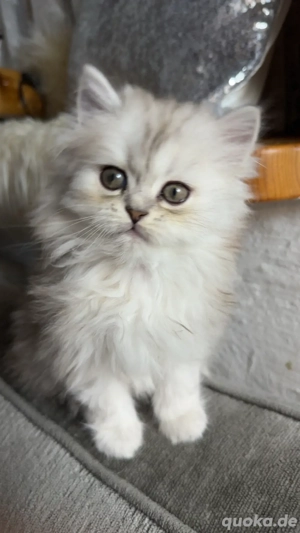 Persekitten (Kathi) sucht ein liebevolles neues Zuhause Bild 4