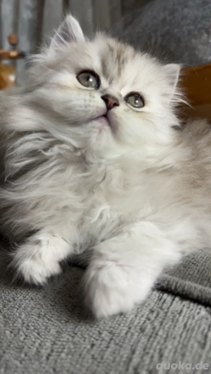 Persekitten (Kathi) sucht ein liebevolles neues Zuhause Bild 8