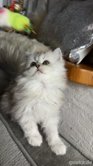 wunderschöne Persekitten  suchen ein liebevolles neues Zuhause  Bild 5