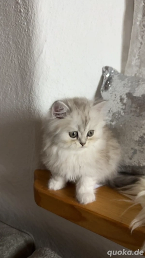 Persekitten (Kathi) sucht ein liebevolles neues Zuhause Bild 3