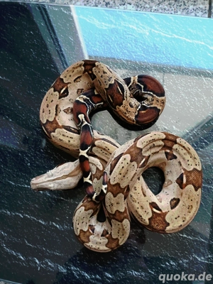 0.1 Guyana Rotschwanzboa