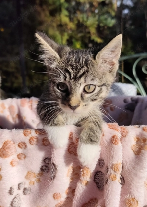 Katzenbaby sucht ein zu Hause 