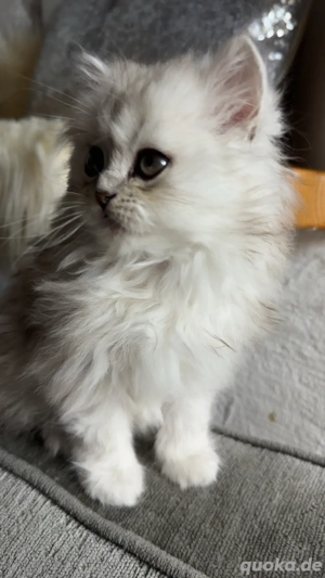 Persekitten (Kathi) sucht ein liebevolles neues Zuhause Bild 5