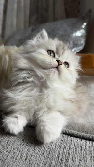 Persekitten (Kathi) sucht ein liebevolles neues Zuhause Bild 6