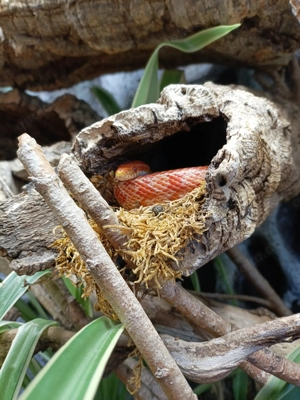 Kornnatter weiblich ca 5 Jahre alt 