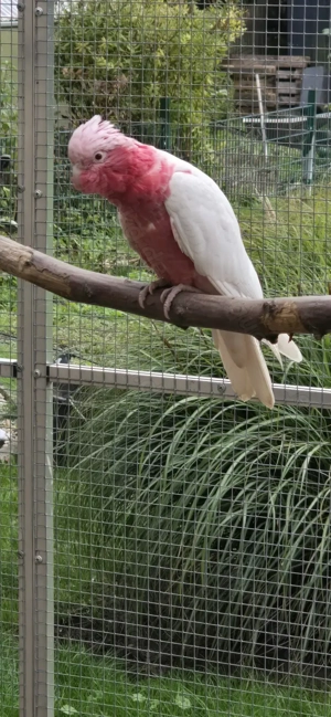 Junger Rosakakadu Lutino 0.1 