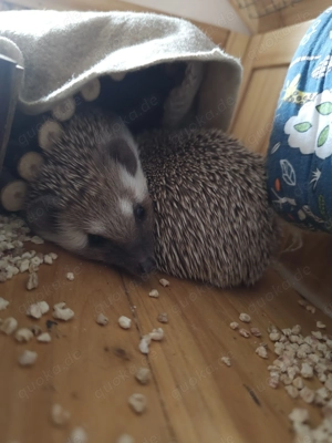 Süße Afrikanische Weißbauchigel (weiblich)