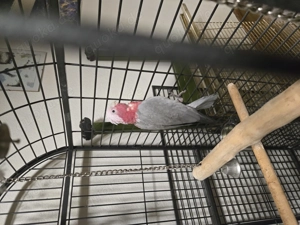 Rosa Kakadu männlich 