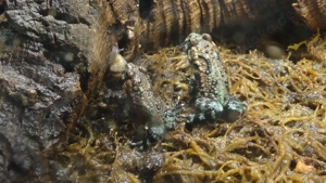 Bombina orientalis, Chinesische Rotbauchunke, Jungtiere abzugeben