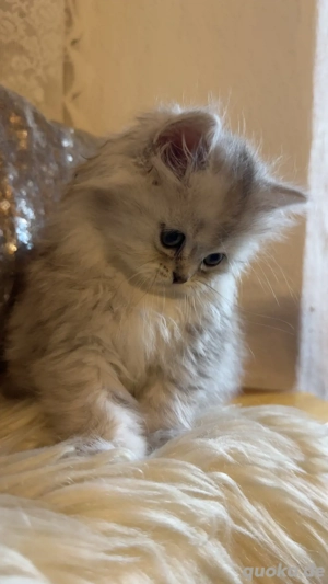 wunderschöne Persekitten  suchen ein liebevolles neues Zuhause  Bild 7