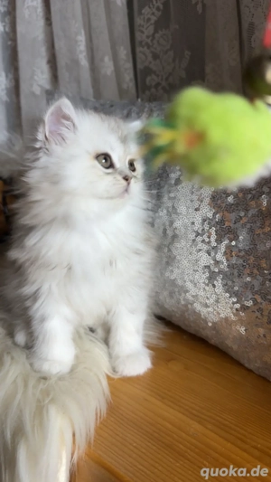 wunderschöne Persekitten  suchen ein liebevolles neues Zuhause  Bild 10