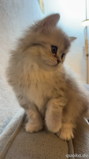 wunderschöne Persekitten  suchen ein liebevolles neues Zuhause  Bild 9