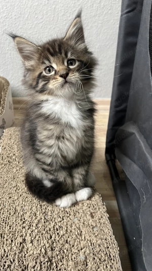 Main Coon Kitten abzugeben! 
