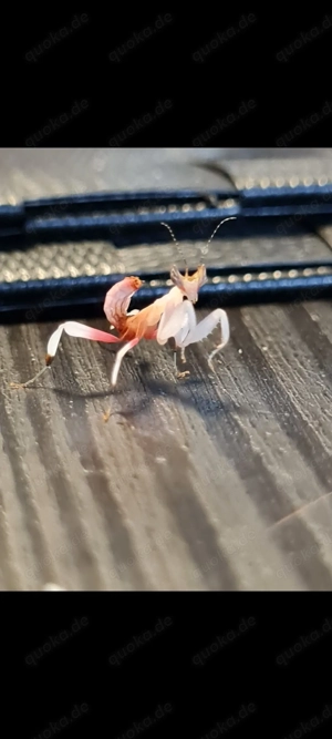 Hymenopus coronatus   Orchideen mantis 